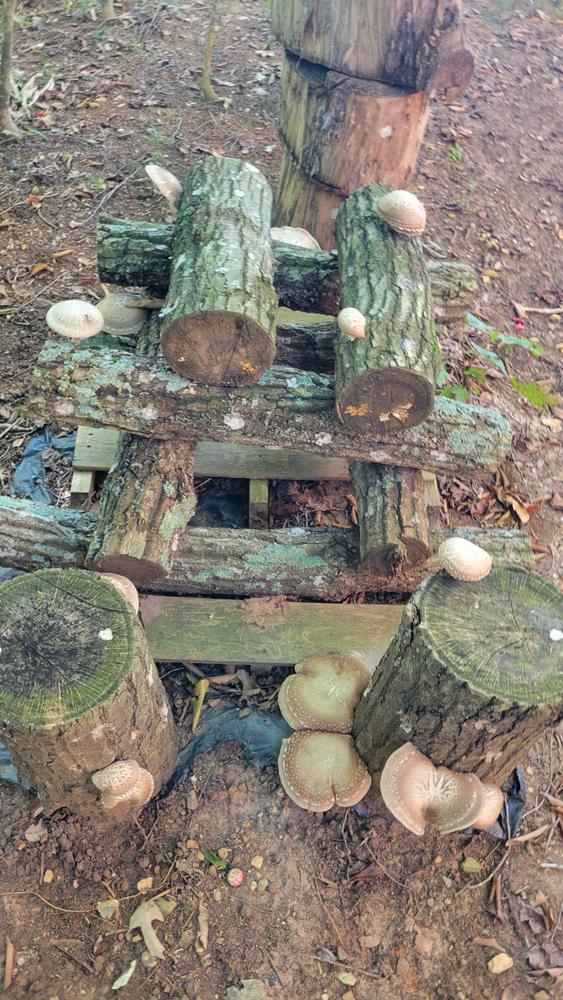 Organic Shiitake Mushroom Outdoor Log Kit - Customer Photo From Rebecca Pace