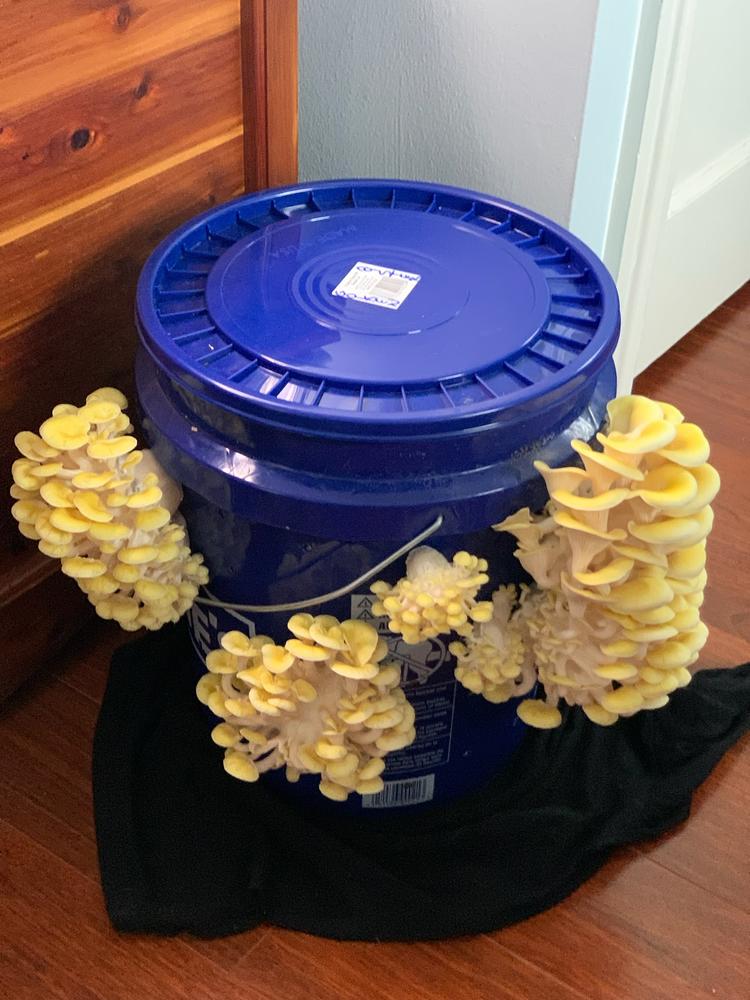 Organic Golden Oyster Mushroom Sawdust Spawn - Customer Photo From Ryan Jackson