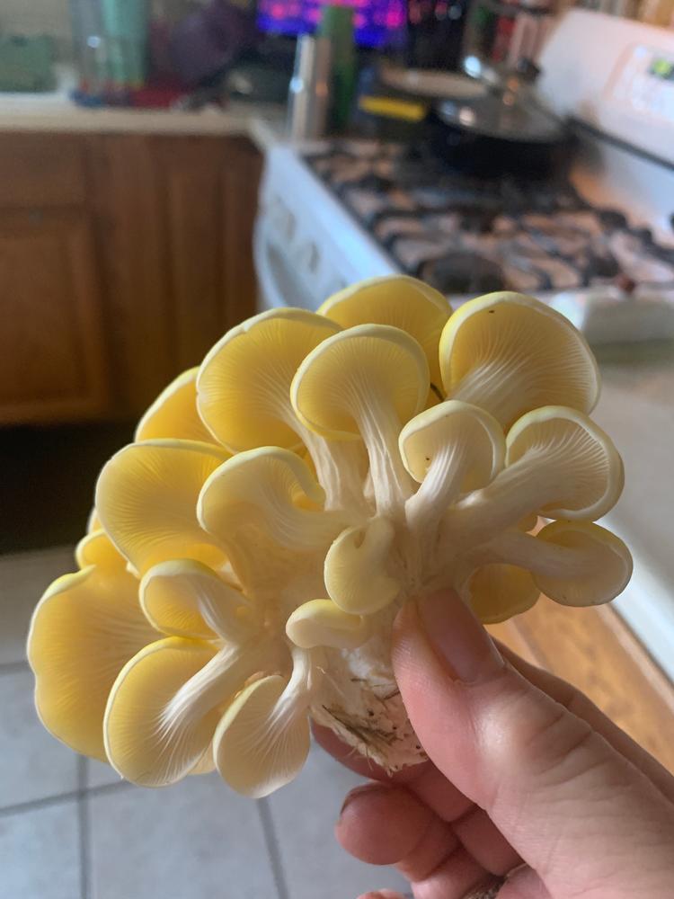 Organic Golden Oyster Mushroom Sawdust Spawn - Customer Photo From Kimberly Wetzel 