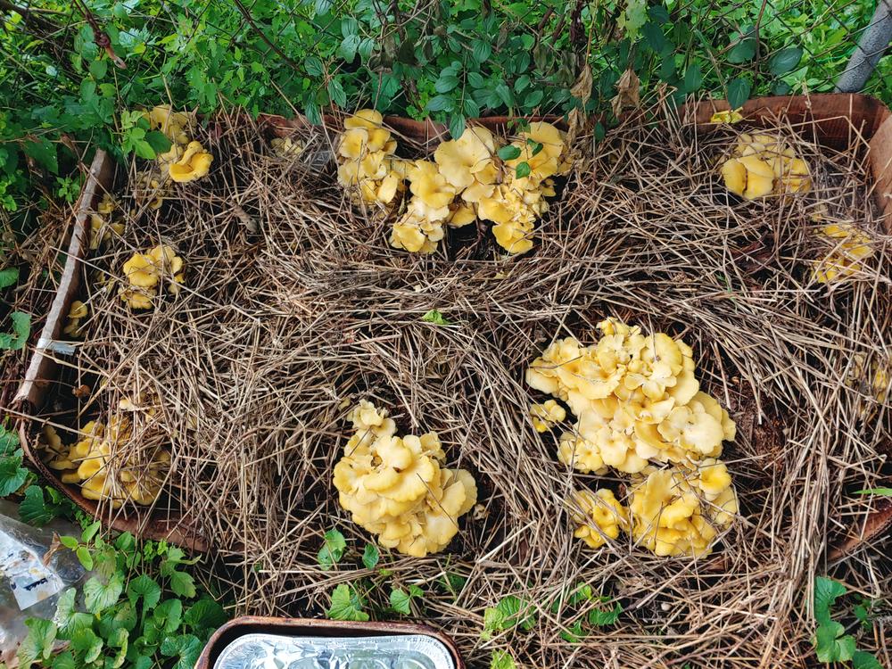 Organic Golden Oyster Mushroom Sawdust Spawn - Customer Photo From Elaniece