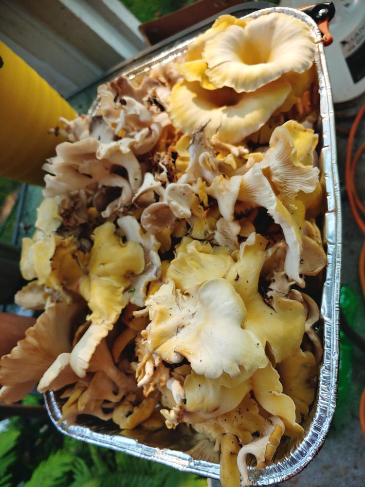 Organic Golden Oyster Mushroom Sawdust Spawn - Customer Photo From Elaniece