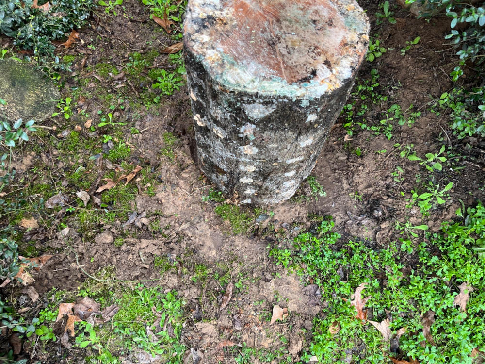 Organic Chicken of the Woods Sawdust Spawn - Customer Photo From Blake Bernard