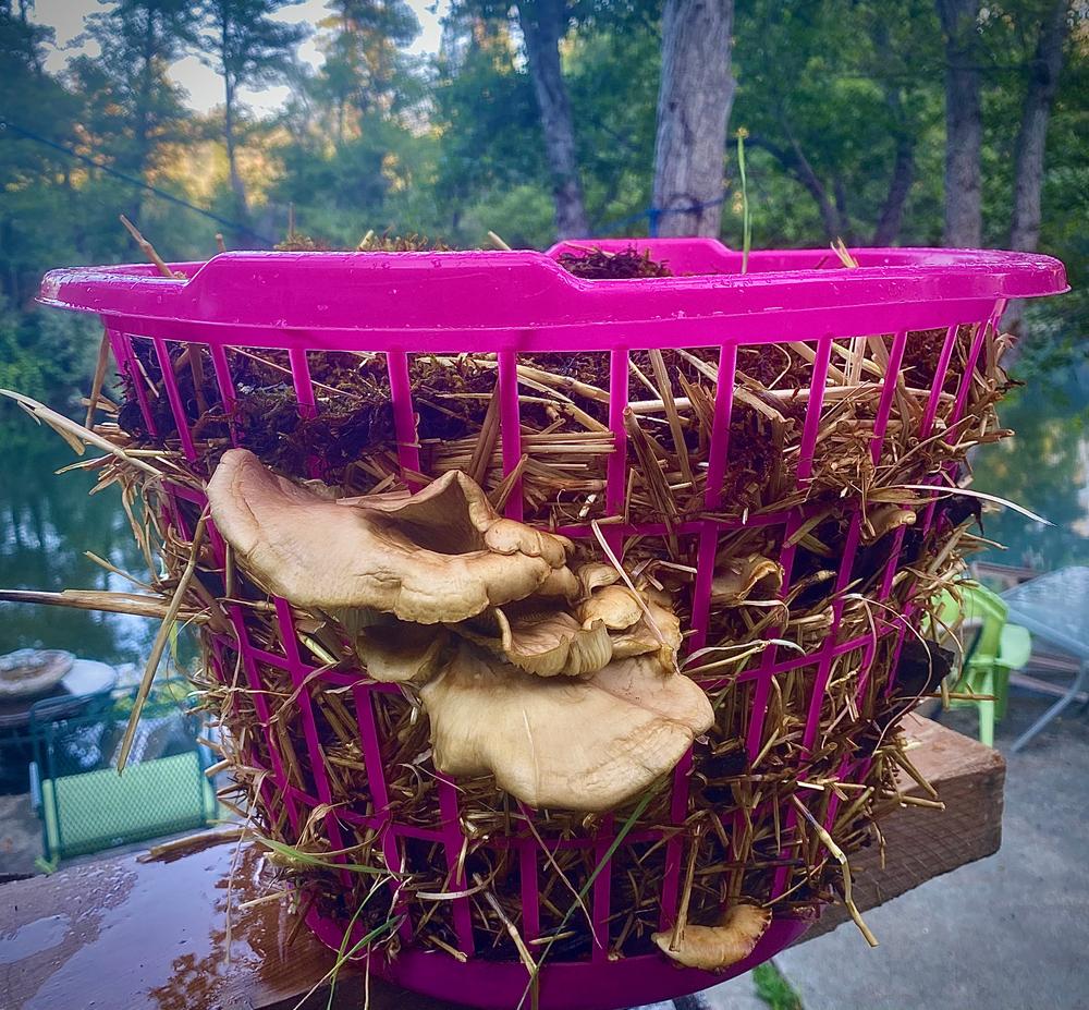 Organic Italian Oyster Mushroom Sawdust Spawn - Customer Photo From Heidi Tiura