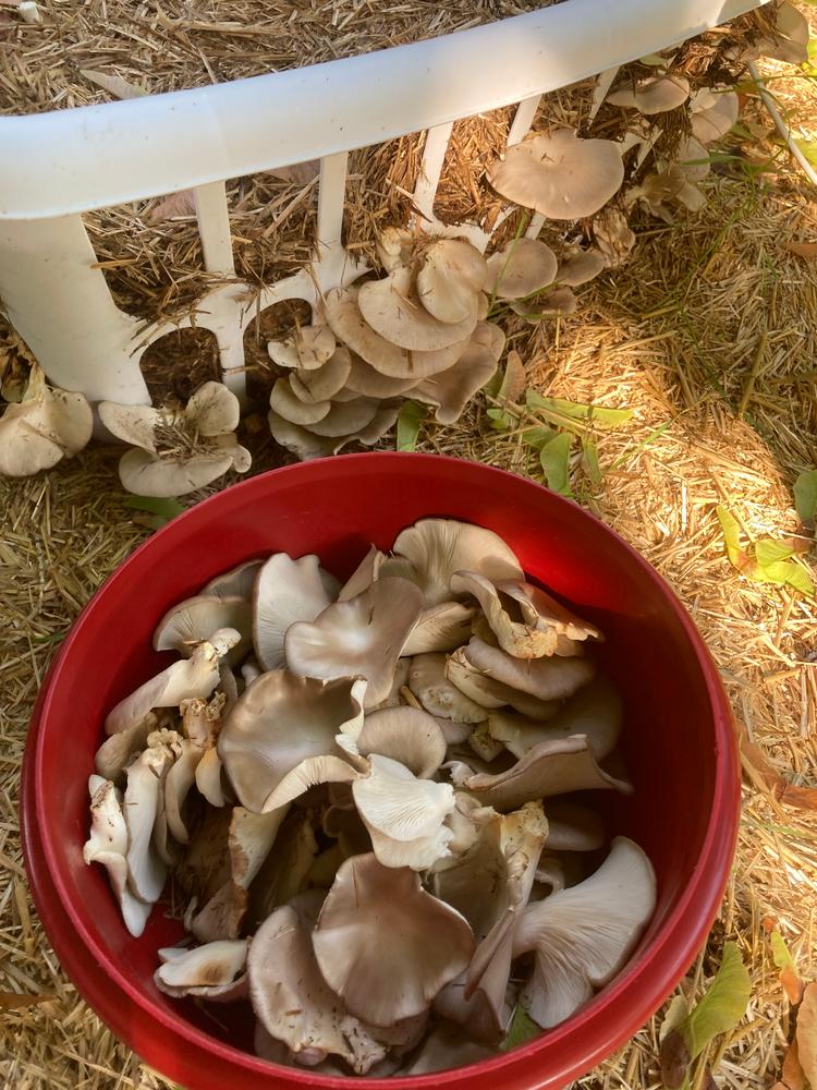Organic Italian Oyster Mushroom Sawdust Spawn - Customer Photo From Neil