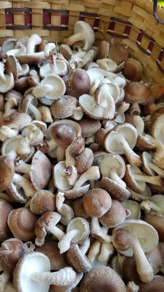 Organic Shiitake Mushroom Sawdust Spawn - Customer Photo From Nathan Searles