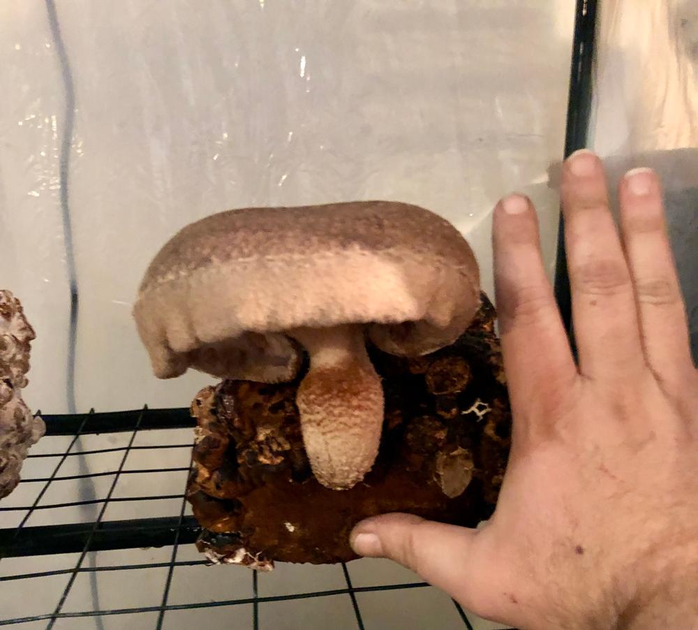 Organic Shiitake Mushroom Sawdust Spawn - Customer Photo From Michael J