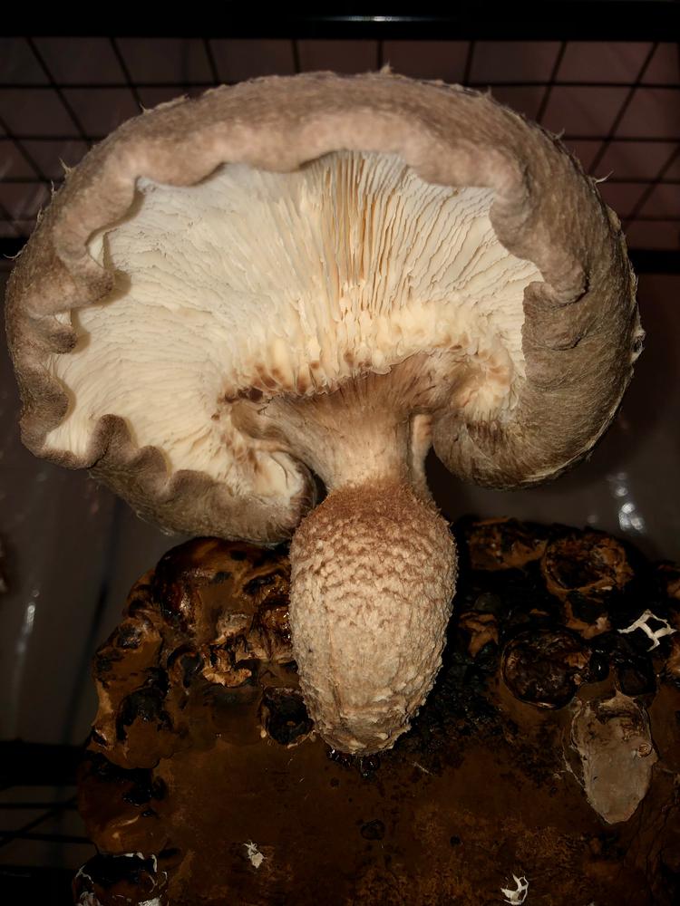 Organic Shiitake Mushroom Sawdust Spawn - Customer Photo From Michael J