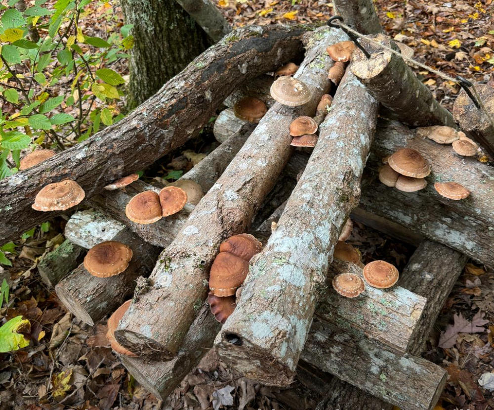 Organic Shiitake Mushroom Sawdust Spawn - Customer Photo From Richard Williams