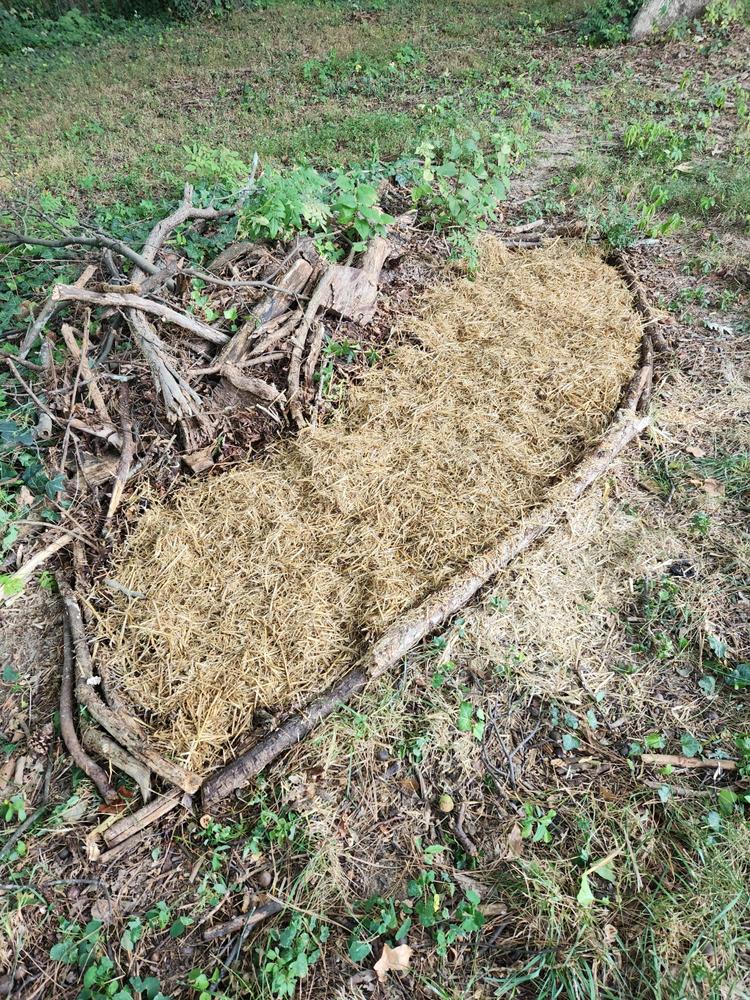 Organic Wine Cap Mushroom Sawdust Spawn - Customer Photo From Matt Caton