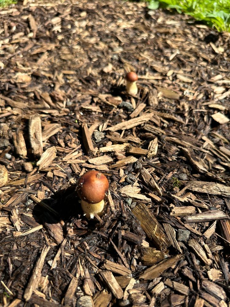 Organic Wine Cap Mushroom Sawdust Spawn - Customer Photo From Matthew