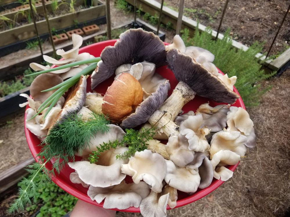 Organic Wine Cap Mushroom Sawdust Spawn - Customer Photo From Kay Lawton 