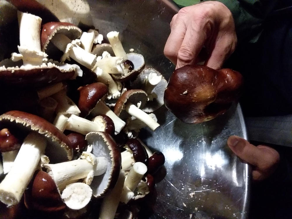 Wine Cap Mushroom Sawdust Spawn - Customer Photo From VICTORIA TKACZEVSKI