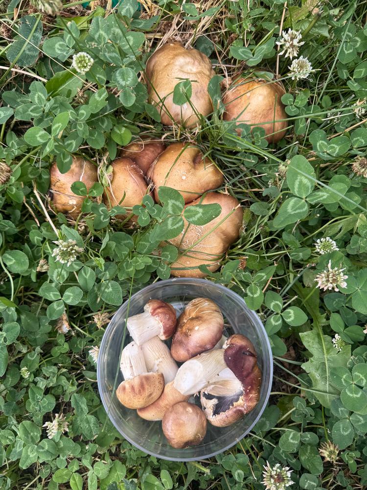 Organic Wine Cap (Garden Giant) Mushroom Sawdust Spawn