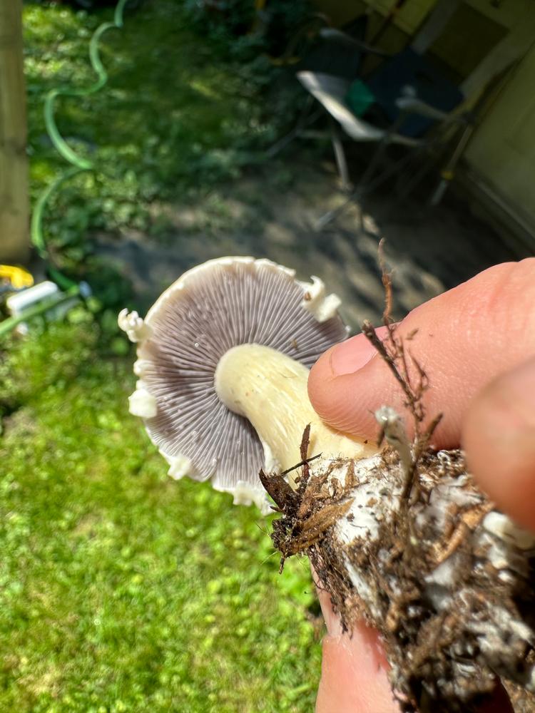 Organic Wine Cap Mushroom Sawdust Spawn - Customer Photo From Matthew