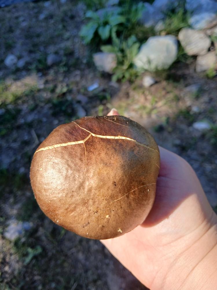 Organic Wine Cap Mushroom Sawdust Spawn - Customer Photo From Krista Bergen-Walsh 