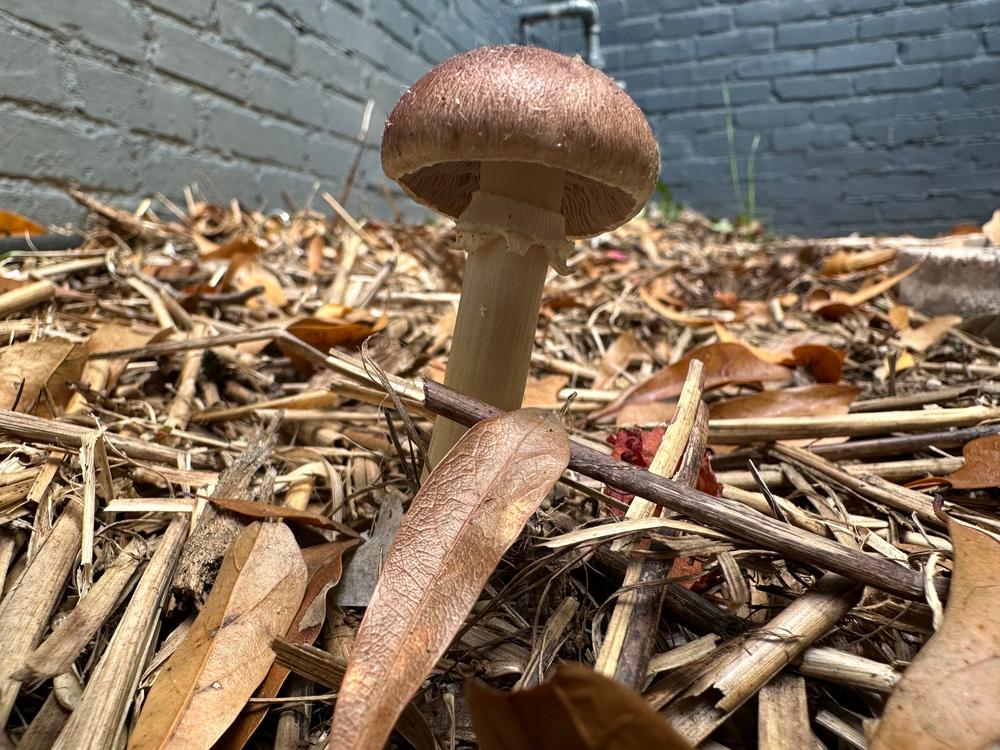 Organic Wine Cap Mushroom Sawdust Spawn - Customer Photo From Richard