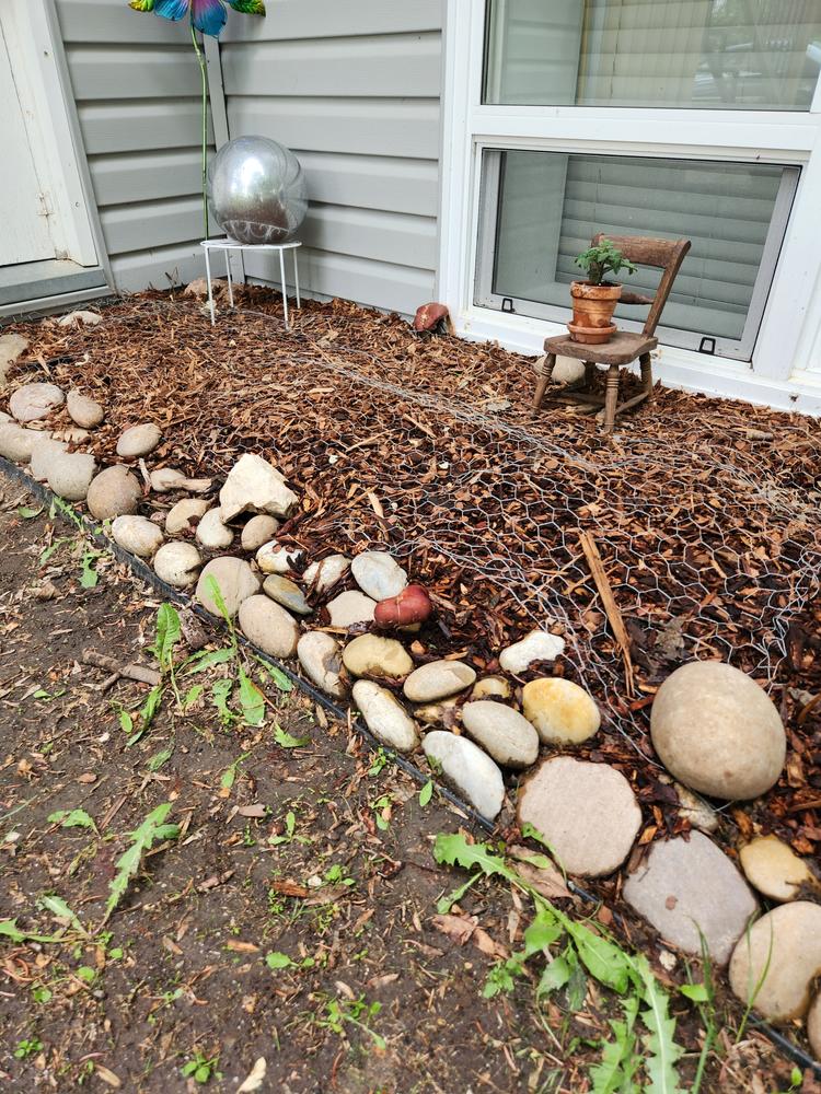 Organic Wine Cap Mushroom Sawdust Spawn - Customer Photo From C