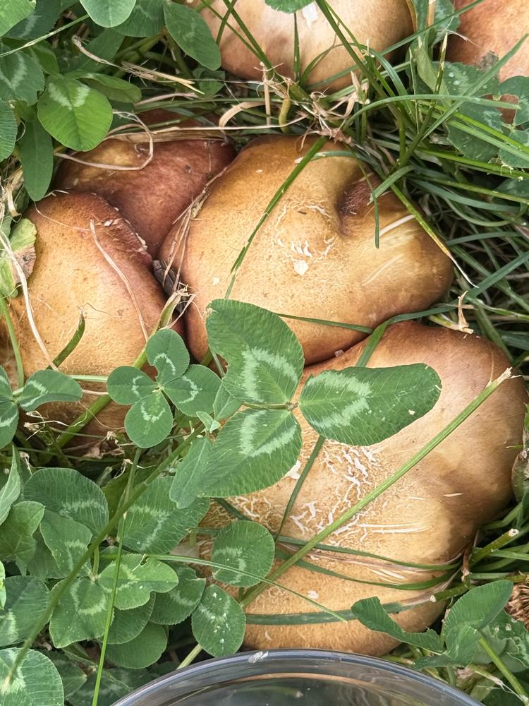 mushroom　0421 3909_94574c16-fd2a-4312-a6f0-
