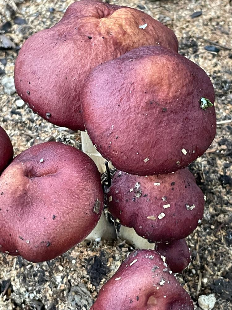 Organic Wine Cap Mushroom Sawdust Spawn - Customer Photo From michelle brodeur