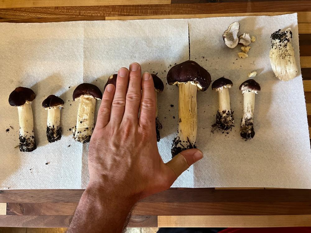 Organic Wine Cap Mushroom Sawdust Spawn - Customer Photo From J