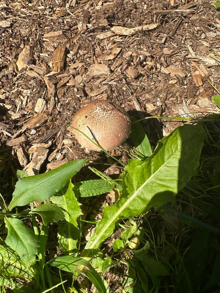 Organic Wine Cap Mushroom Sawdust Spawn - Customer Photo From Matthew