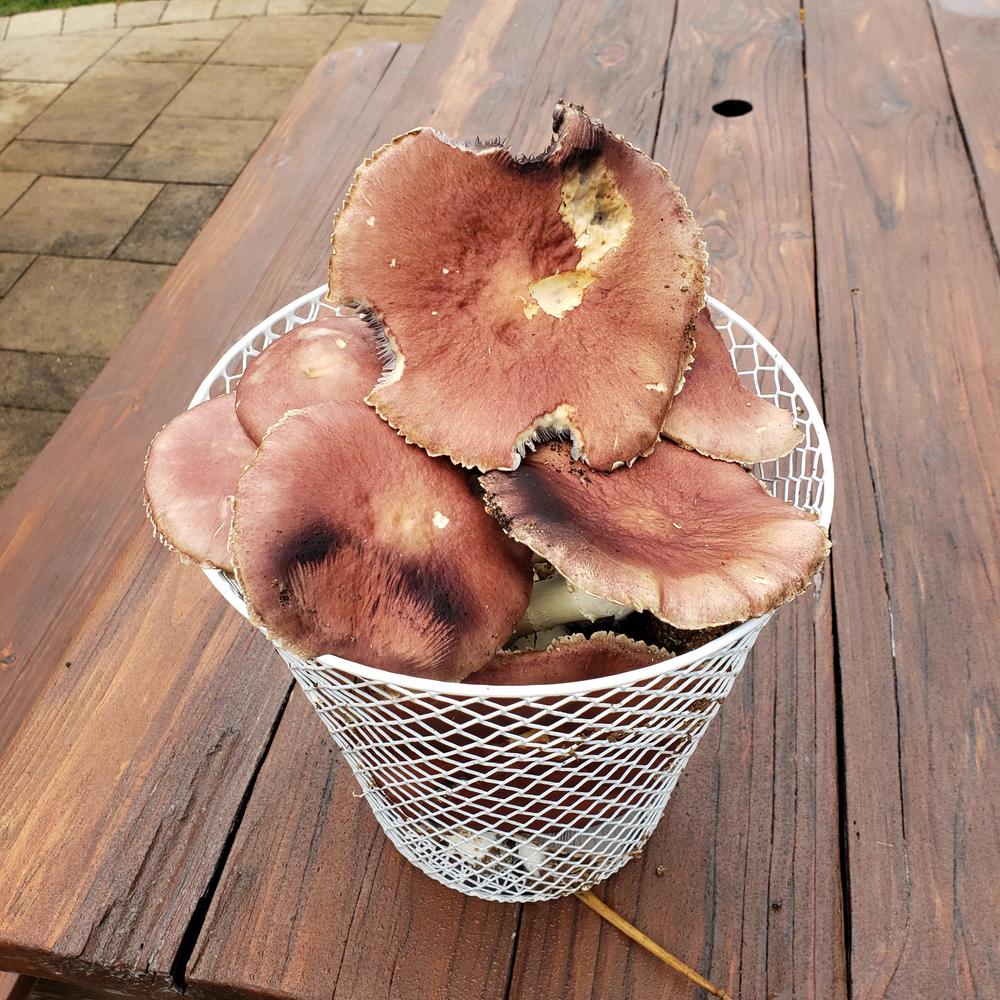 Organic Wine Cap Mushroom Sawdust Spawn - Customer Photo From John I
