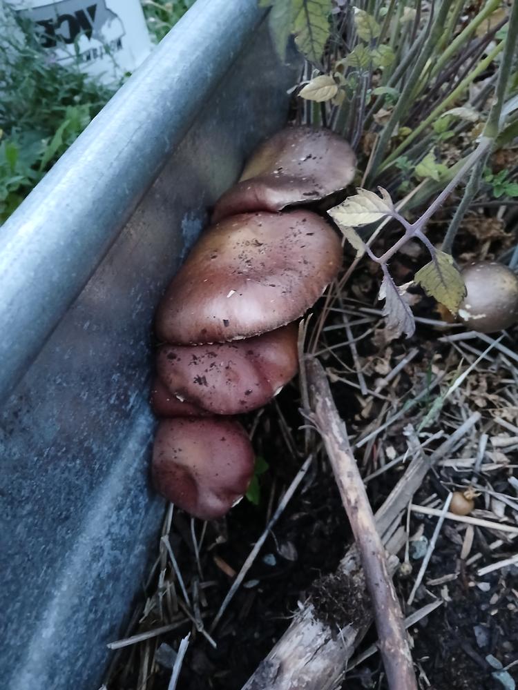 Organic Wine Cap Mushroom Sawdust Spawn - Customer Photo From Krista Bergen-Walsh 