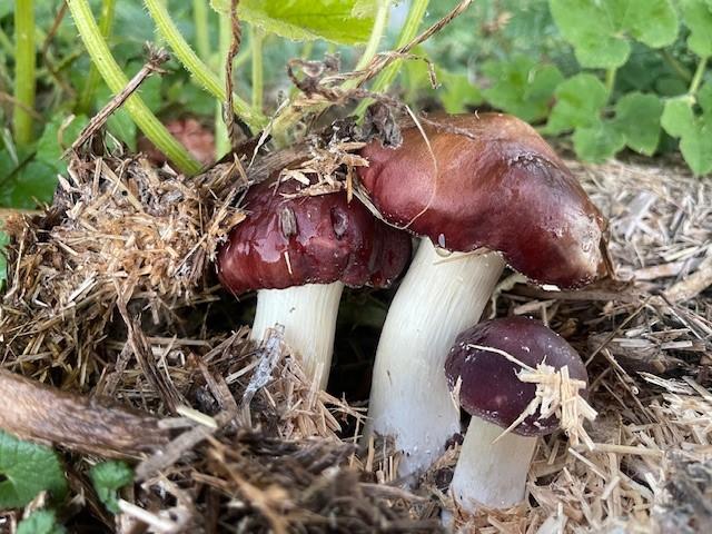 Organic Wine Cap Mushroom Sawdust Spawn - Customer Photo From Joey