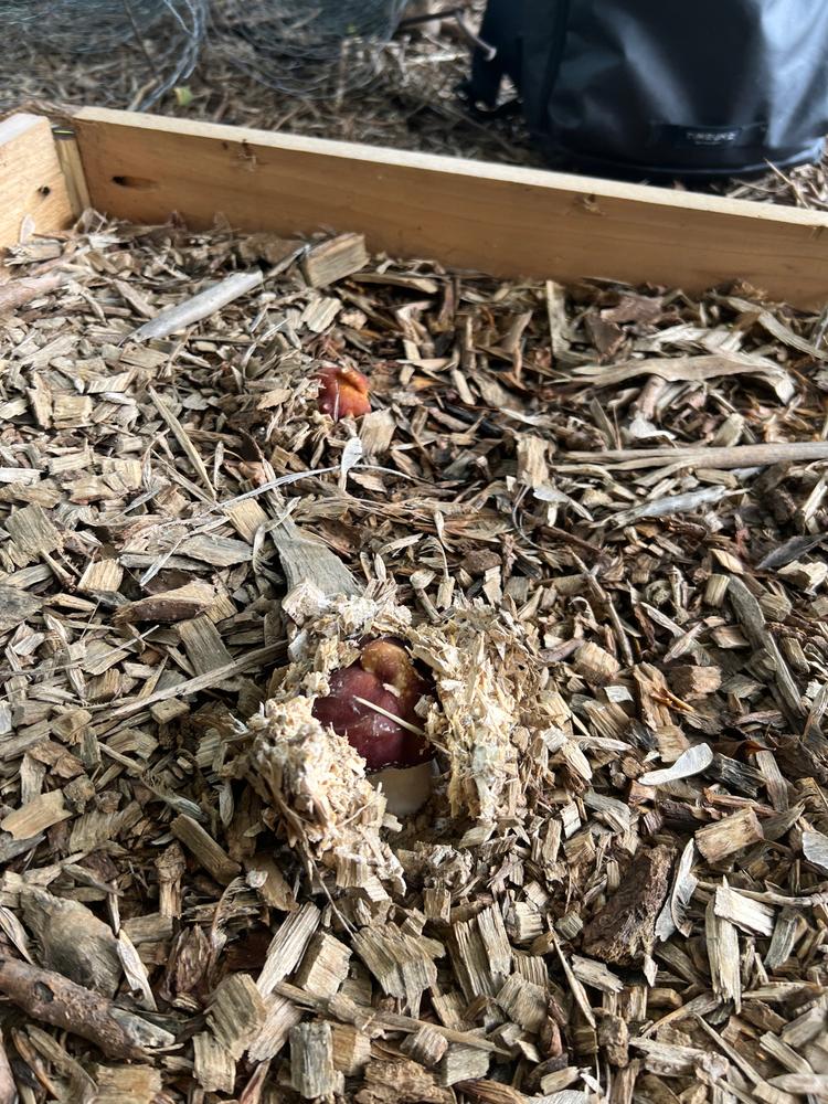 Organic Wine Cap Mushroom Sawdust Spawn - Customer Photo From J