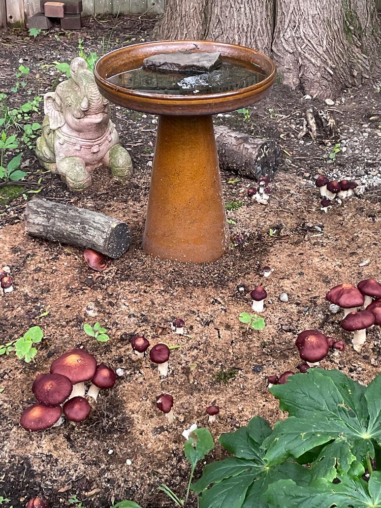 Organic Wine Cap Mushroom Sawdust Spawn - Customer Photo From michelle brodeur