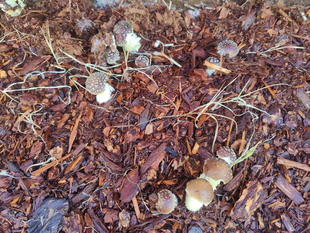 Organic Wine Cap Mushroom Sawdust Spawn - Customer Photo From Monica Monson