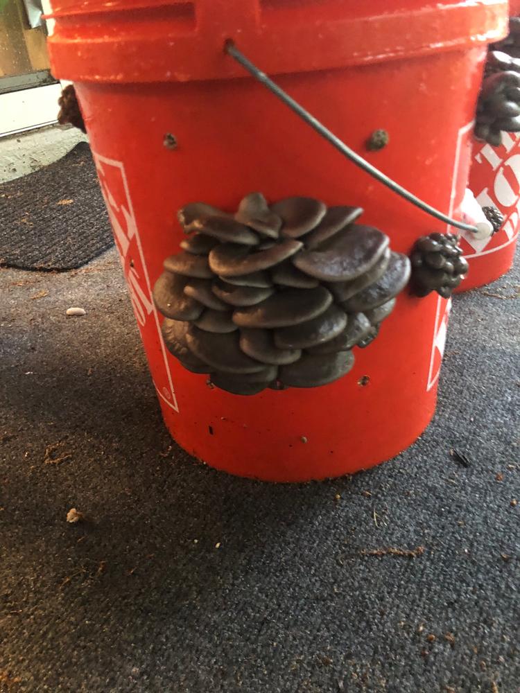 Organic Blue Oyster Mushroom Sawdust Spawn - Customer Photo From kevin portscher