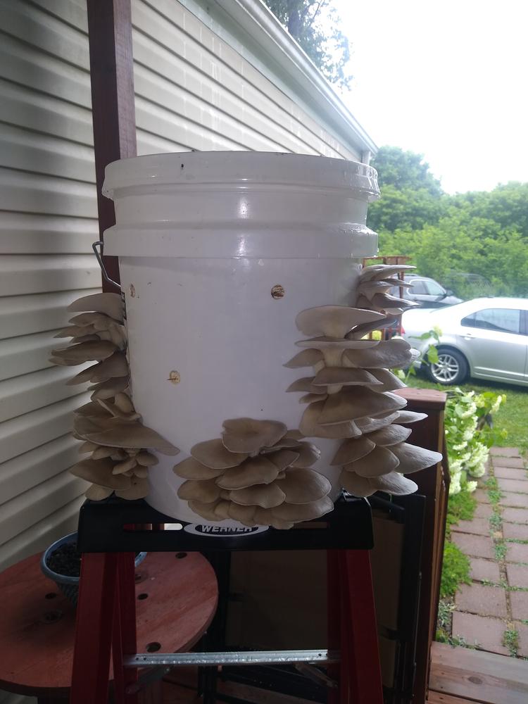 Organic Blue Oyster Mushroom Sawdust Spawn - Customer Photo From John Lewis