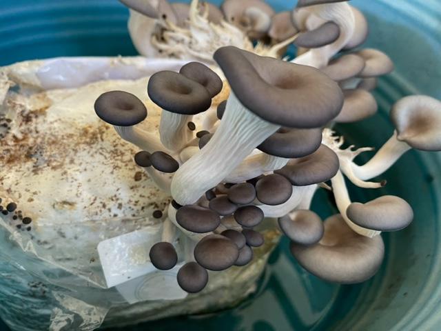 Organic Blue Oyster Mushroom Sawdust Spawn - Customer Photo From Lee B.