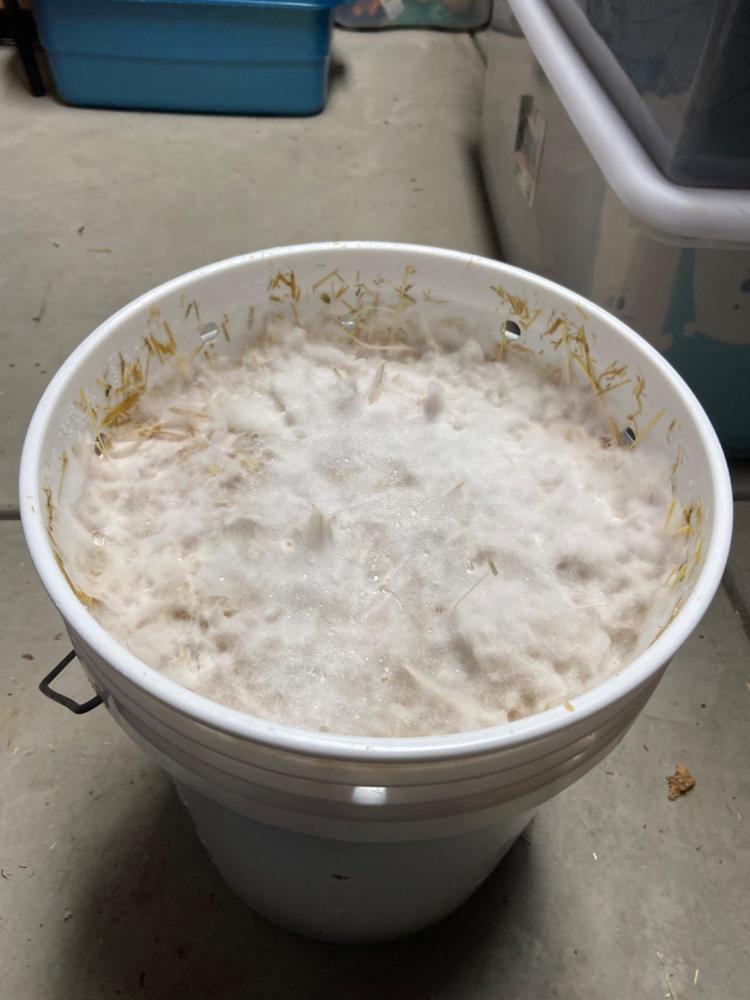 Organic Blue Oyster Mushroom Sawdust Spawn - Customer Photo From Ringo Chris