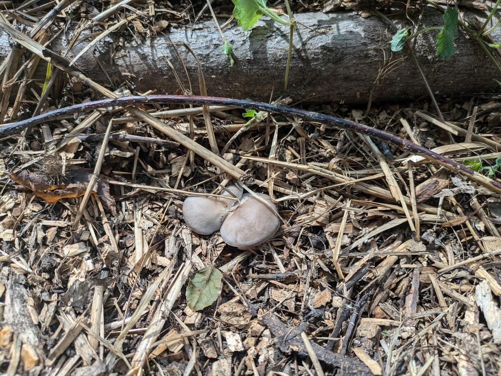 Organic Blue Oyster Mushroom Sawdust Spawn - Customer Photo From Mac