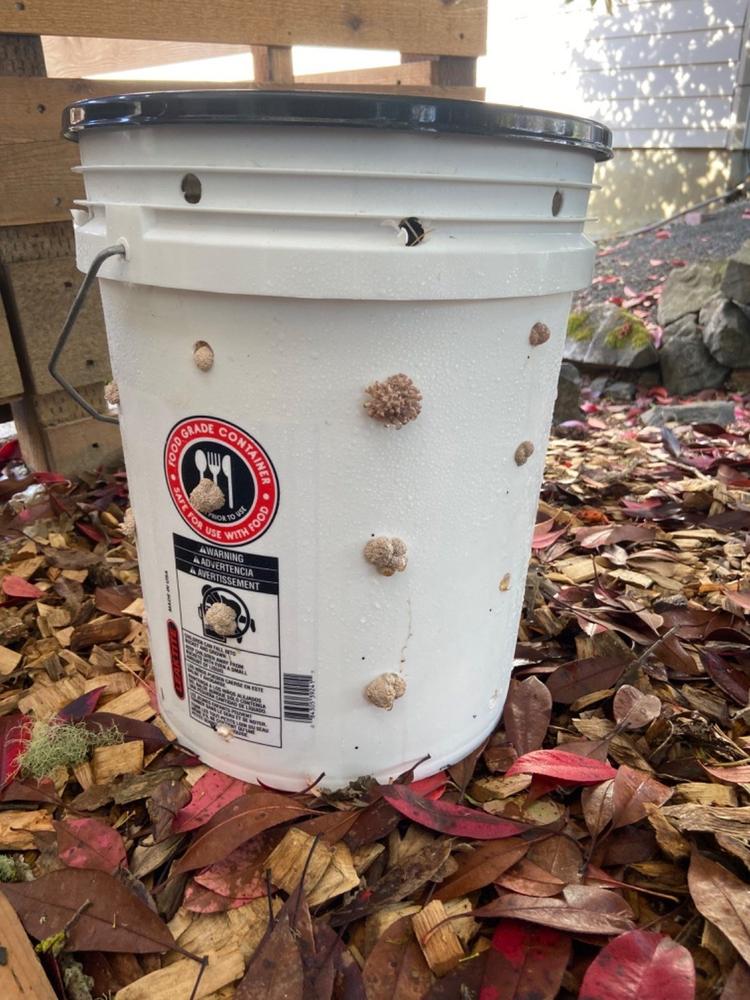 Organic Blue Oyster Mushroom Sawdust Spawn - Customer Photo From Ringo Chris