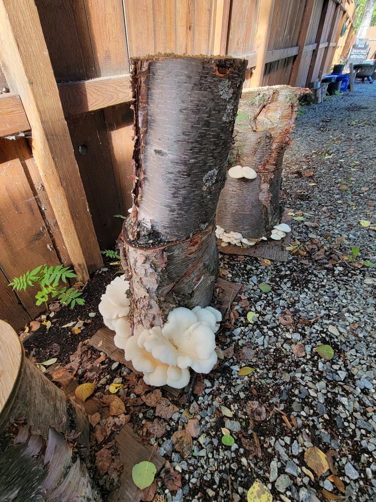 Organic Snow Oyster Mushroom Sawdust Spawn - Customer Photo From Michael N