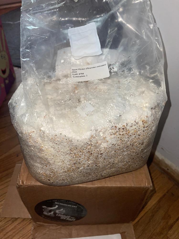 Organic Snow Oyster Mushroom Sawdust Spawn - Customer Photo From Rabbi