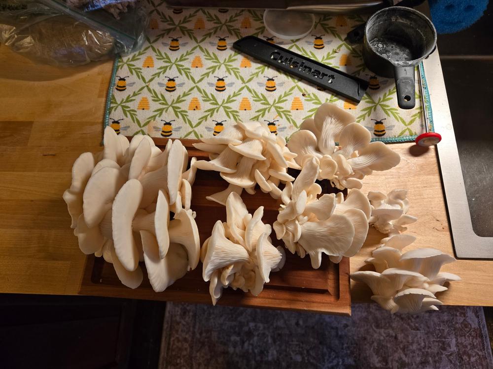 Organic Snow Oyster Mushroom Sawdust Spawn - Customer Photo From Isaac Saylor