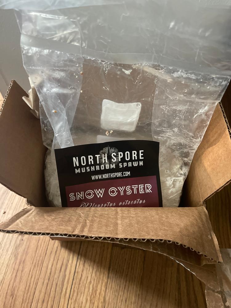 Organic Snow Oyster Mushroom Sawdust Spawn - Customer Photo From Rabbi