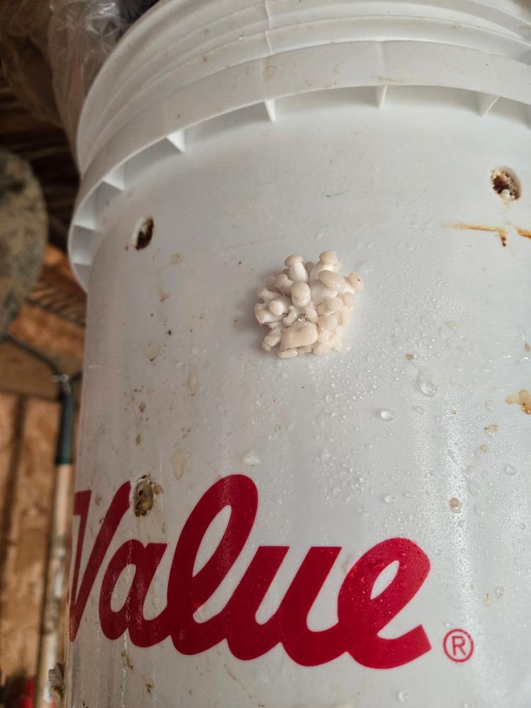 Organic Snow Oyster Mushroom Sawdust Spawn - Customer Photo From Isaac Saylor