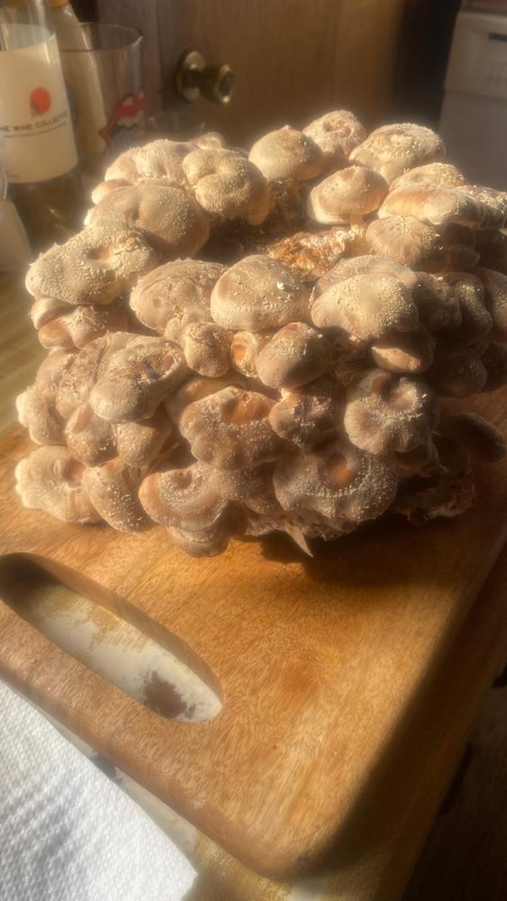 Organic Shiitake Mushroom Grow Kit Fruiting Block - Customer Photo From Tracey Coffin Mattson