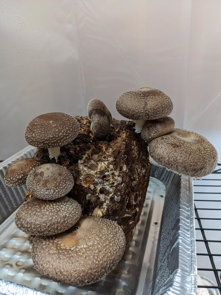 Organic Shiitake Mushroom Grow Kit Fruiting Block - Customer Photo From Kory 