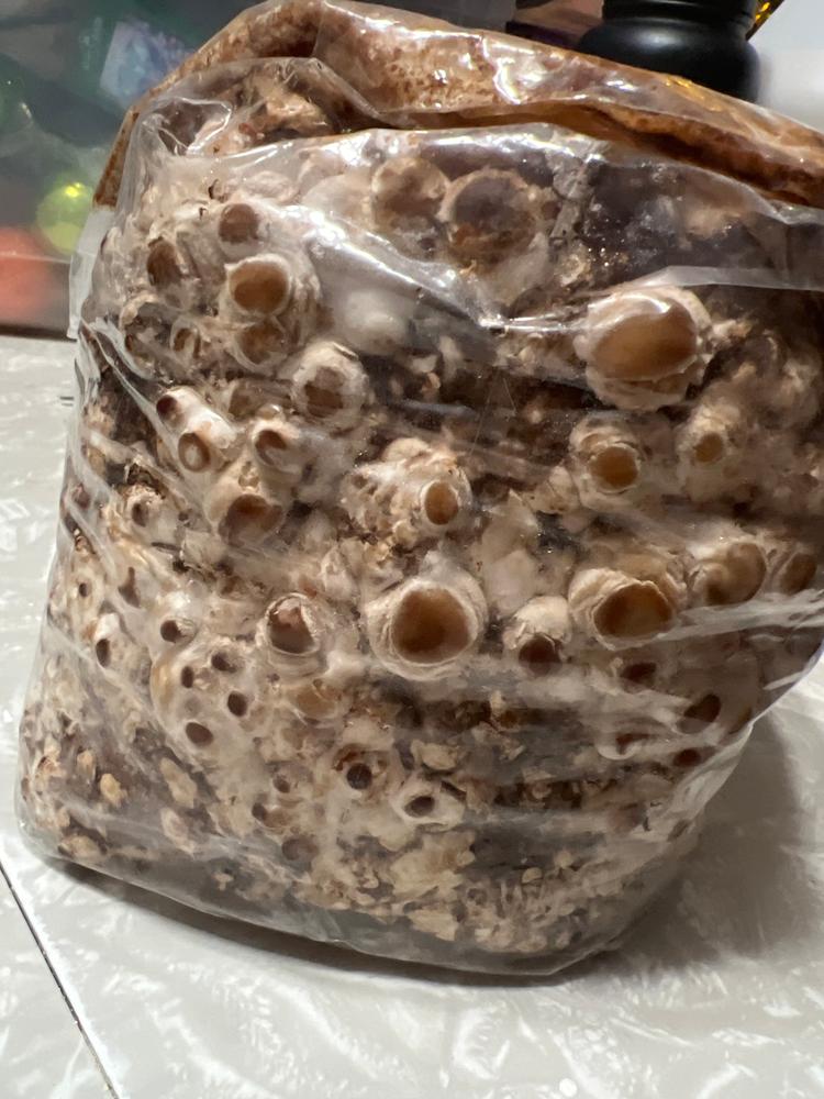 Organic Shiitake Mushroom Grow Kit Fruiting Block - Customer Photo From Larz