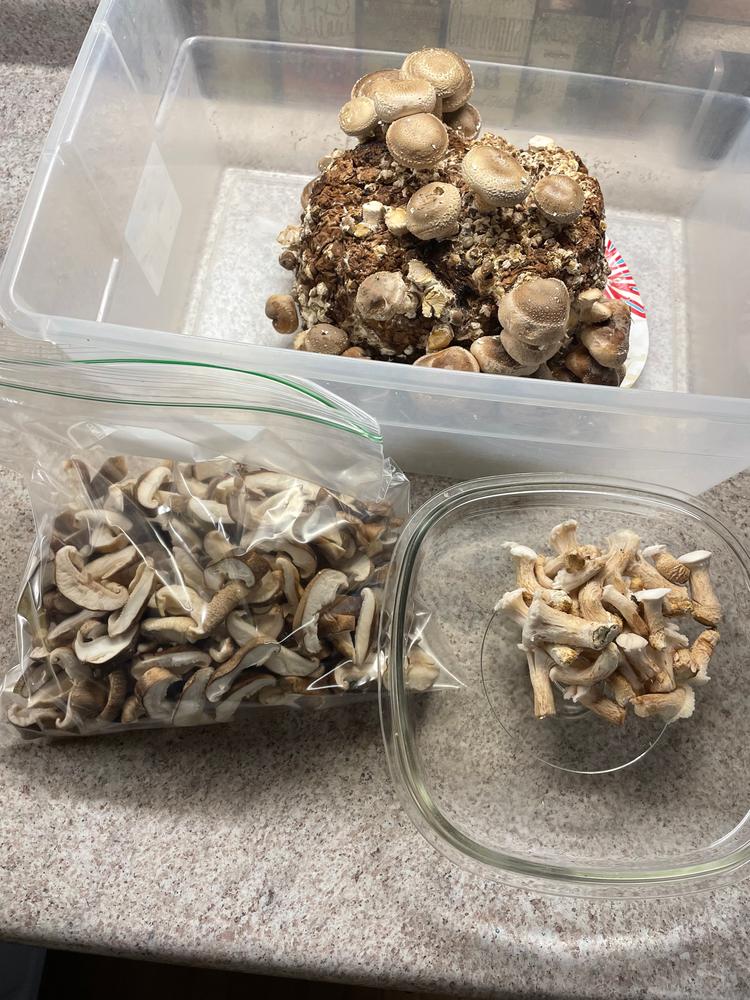 Organic Shiitake Mushroom Grow Kit Fruiting Block - Customer Photo From A Ellis MD