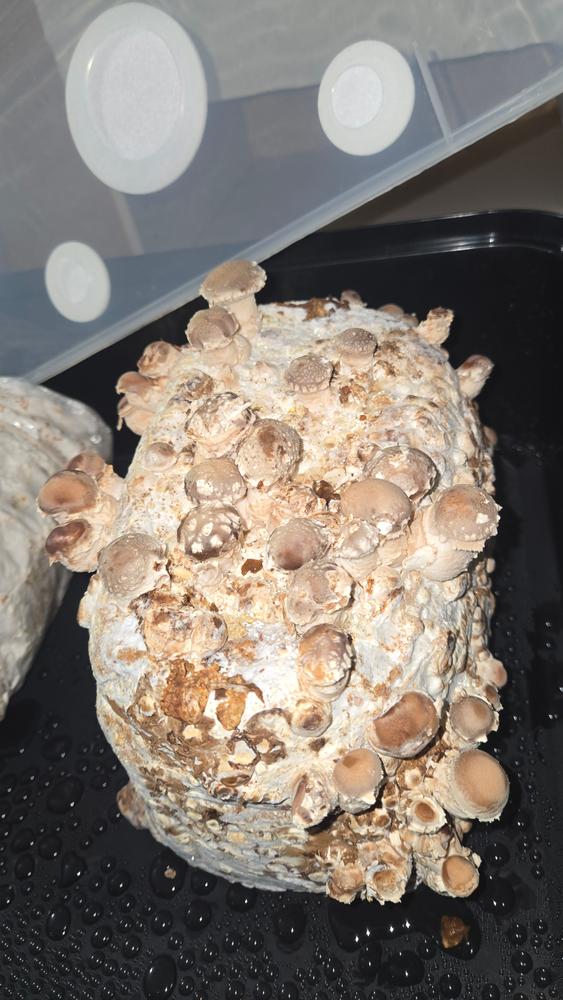 Organic Shiitake Mushroom Grow Kit Fruiting Block - Customer Photo From Susan 