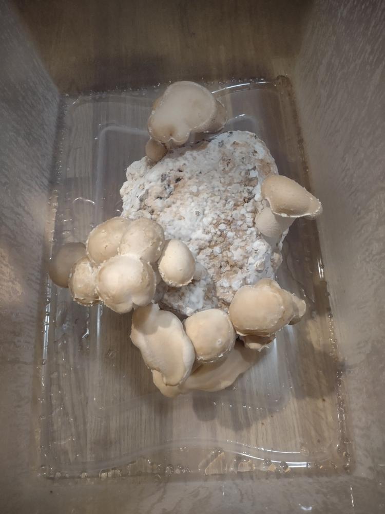 Organic Shiitake Mushroom Grow Kit Fruiting Block - Customer Photo From Meagan Cline