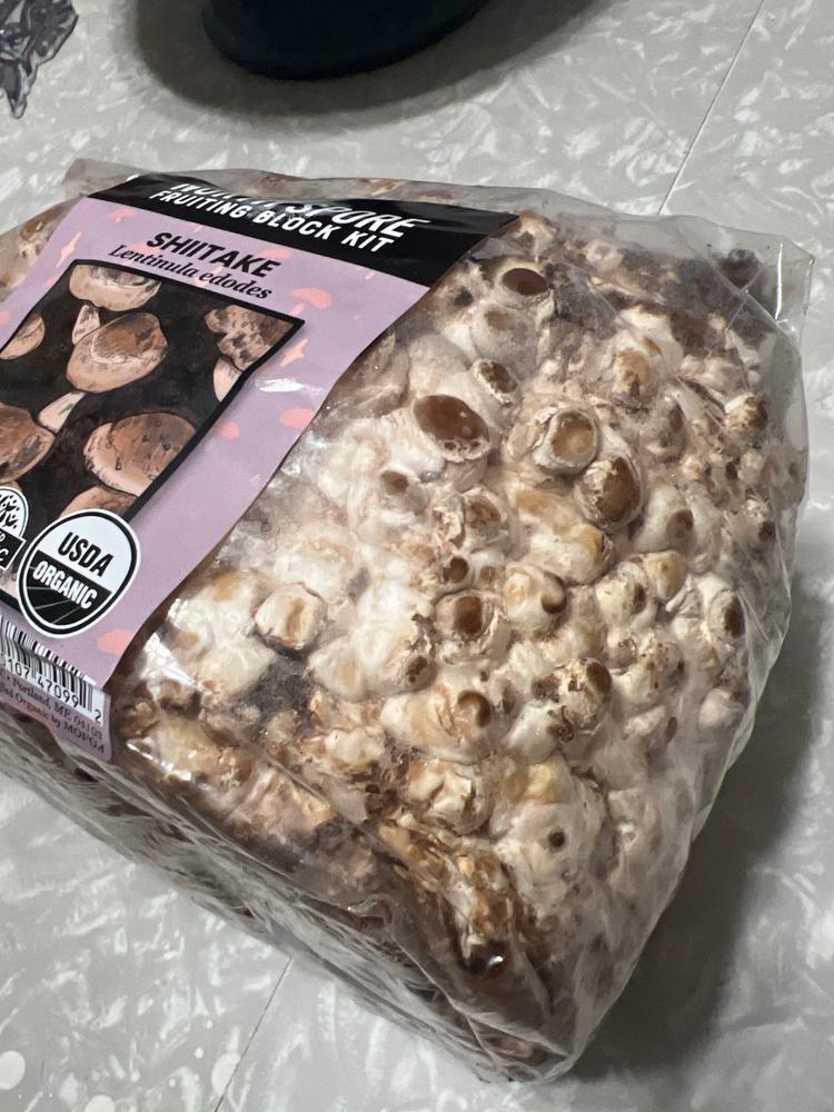 Organic Shiitake Mushroom Grow Kit Fruiting Block - Customer Photo From Larz