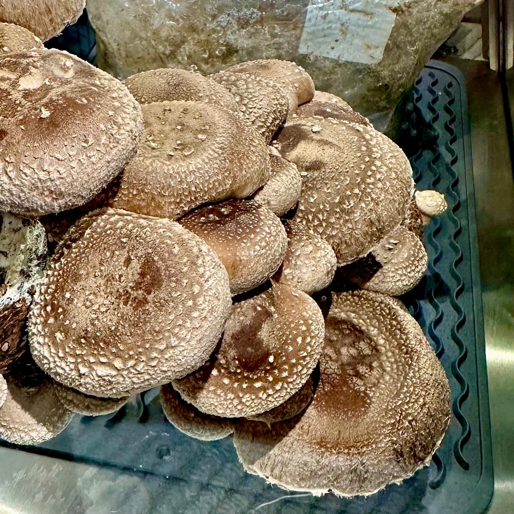 Organic Shiitake Mushroom Grow Kit Fruiting Block - Customer Photo From Jill